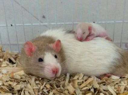 Revizuiri la domiciliu pentru șobolani, conținut, îngrijire, hrănire, reproducere