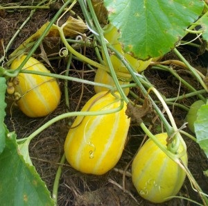 Casa de oaspeți, casa de tomate