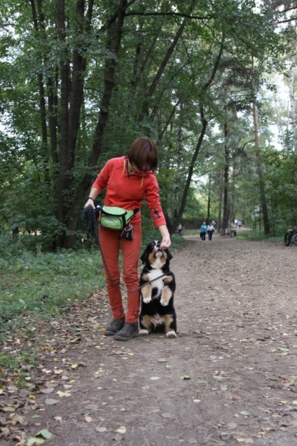 Antrenarea câinilor de munte Bernese, grădinița de câini sennenhund russia - kennel sennenhund