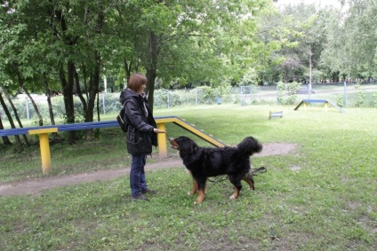 Antrenarea câinilor de munte Bernese, grădinița de câini sennenhund russia - kennel sennenhund