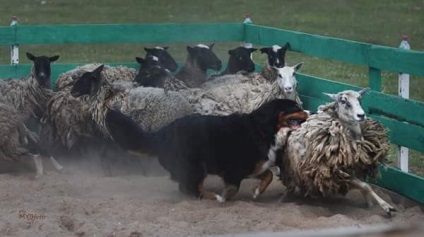 Antrenarea câinilor de munte Bernese, grădinița de câini sennenhund russia - kennel sennenhund