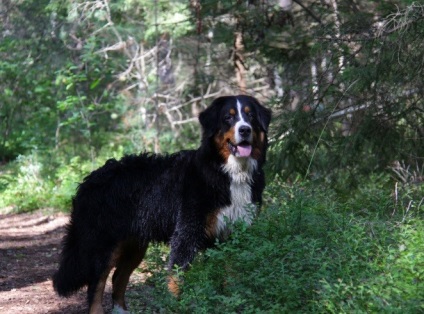 Antrenarea câinilor de munte Bernese, grădinița de câini sennenhund russia - kennel sennenhund