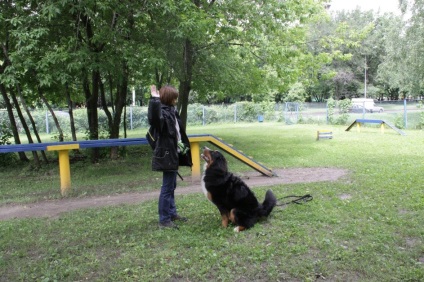 Képzés Bernese Mountain Dog, kutya óvoda sennenhund ruszia-kennel sennenhund