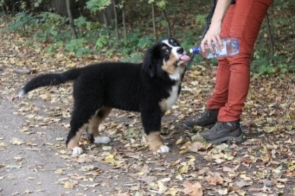 Antrenarea câinilor de munte Bernese, grădinița de câini sennenhund russia - kennel sennenhund