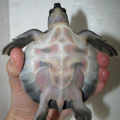 Kétfejű vagy sertés teknős