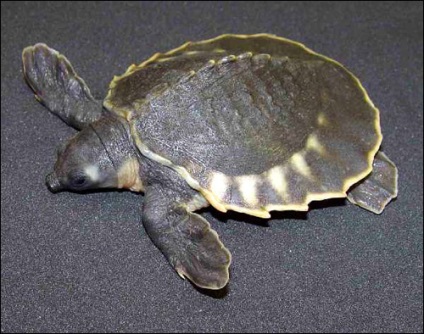 Cu două capete sau cu broască țestoasă (carettochelys insculpta), fauna pământului