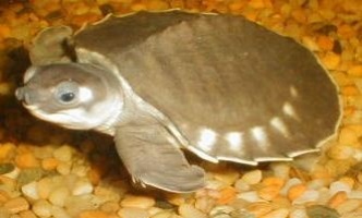Cu două capete sau cu broască țestoasă (carettochelys insculpta), fauna pământului