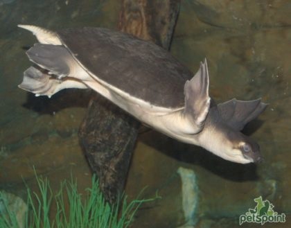 Kétélű sertésvízi vízi teknős az akváriumban - karbantartás és gondozás, akváriumi hal