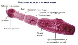 Epilepsia de la paraziți ai căii de infecție, simptome