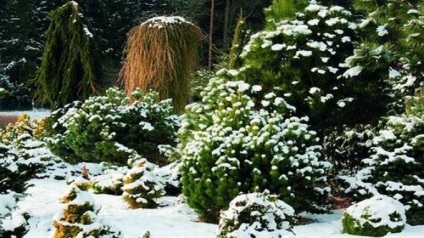 Decorarea naturală a grădinii de iarnă