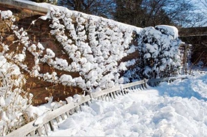 Decorarea naturală a grădinii de iarnă