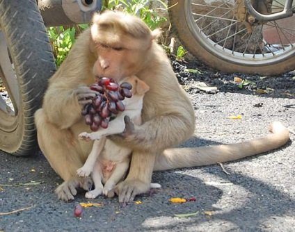 Această maimuță a adăpostit un catel și îl protejează acum de câinii vagabonzi și îi permite să mănânce mai întâi