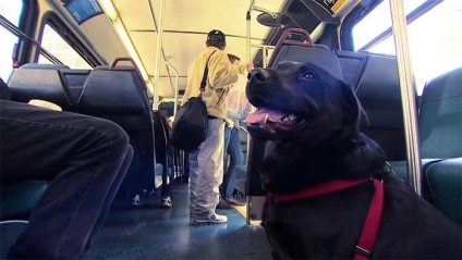 Acest câine conduce în fiecare zi în parc cu transportul public