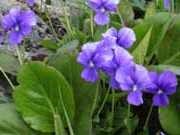 Violet parfumat de vindecare proprietati violet ierburi parfumate