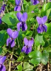 Violet parfumat de vindecare proprietati violet ierburi parfumate