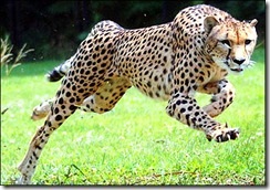 Ghepardul - cel mai rapid pe pământ, cunoaște lumea