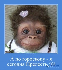 Horoszkóp majom a 2016-os szerelmi és pénzügyi horoszkóp férfi és női majom, karrier és
