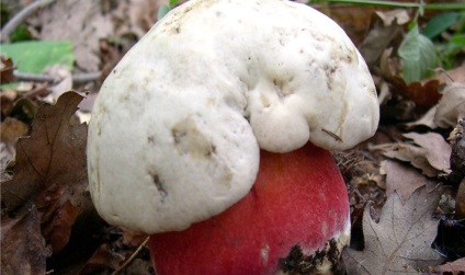 Ciuperci asemănătoare fotografiei albă și perlele cu descrieri