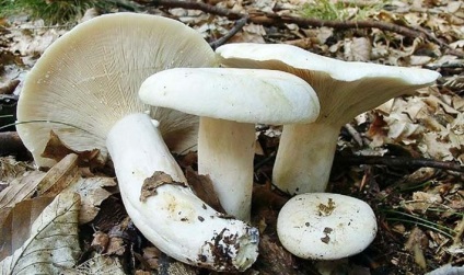 Ciuperci asemănătoare fotografiei albă și perlele cu descrieri