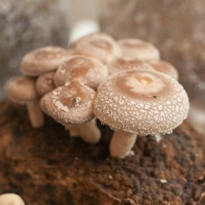 Shiitake gomba leírása, előnyei, gyógyászati ​​tulajdonságai