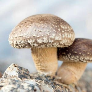 Shiitake gomba leírása, előnyei, gyógyászati ​​tulajdonságai