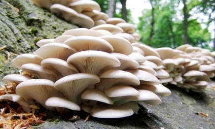 Ciupercile de ciuperci bune și rele, calorii, contraindicații
