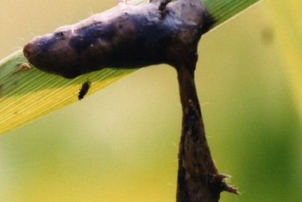 A Caterpillar zombik felhajtanak és felrobbannak, és halálos vírus köré vetik magukat