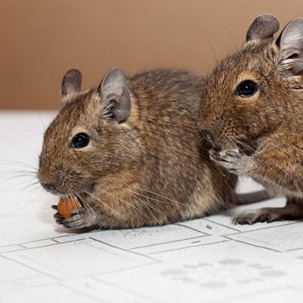 Játékok a degu a kerékhez