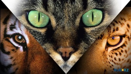 Străinii urmăresc umanitatea folosind pisici - de unde teoria