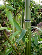 Gabona, amulett és amulett gyártása bambuszból, olajbogyóból, mogyoróból, rowanból, juharból