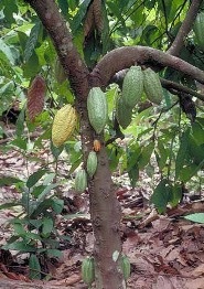 Cacao (arbore de ciocolată)