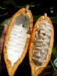 Cacao (arbore de ciocolată)