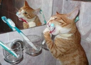 Cum să vă spălați dinții cu un câine și o pisică acasă, experiența unei femei