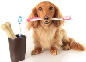 Cum să vă spălați dinții cu un câine și o pisică acasă, experiența unei femei