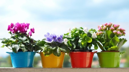 Ce flori aduce fericirea acasă și bunăstarea
