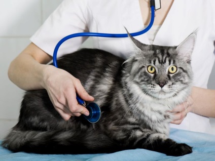 Care sunt vaccinurile pentru a face Maine Coon când să facă, Maine Coon cattery și nikafavorit britanic