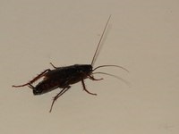 Cum să scapi de muște într-un apartament și să distrugi ovipoziția insectelor