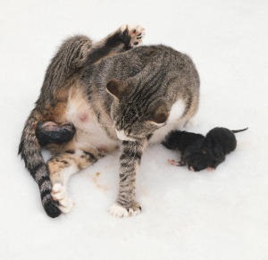 Cum naște pisicile - cum să înțelegeți că o pisică dă naștere