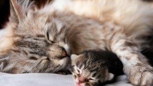 Котки раждат - откъде знаеш, че една котка ражда