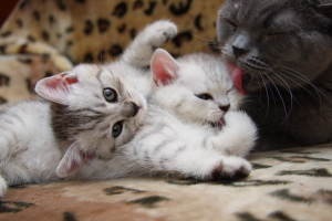 Cum naște pisicile - cum să înțelegeți că o pisică dă naștere