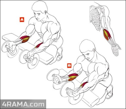 Как да се изгради у дома упражнения - мускулите люлка гръдните у дома, без да