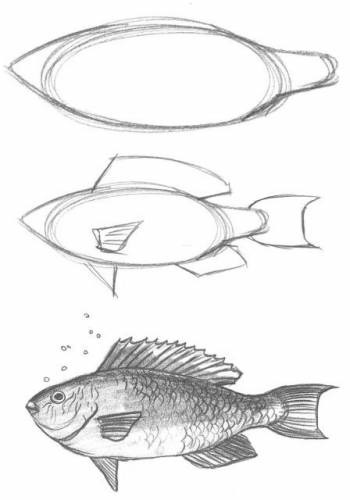 Как да се направи риба, направи риба в аквариум в етапа молив