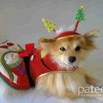 Hogyan kell öltözni egy kutyát az új évhez, újévi ruhákat kutyáknak sok fotót, a kutyáimat