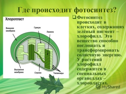 Ce substanță este responsabilă pentru fotosinteza plantelor