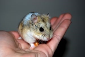 Cum să distingem podeaua unui hamster dzhungar - cum să determinăm genul unui hamster de jungar - creșterea