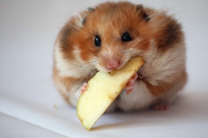 Cum să distingem podeaua unui hamster dzhungar - cum să determinăm genul unui hamster de jungar - creșterea