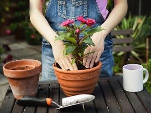 Cum să plantezi un trandafir de pământ, plante de apartament