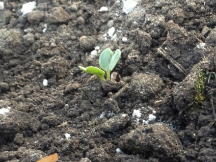 Cum să plantați răsadurile în mod corect - blog despre cultivarea unei culturi în țară