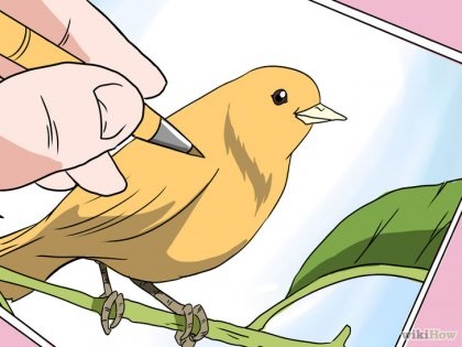 Cum să depășească teama de păsări