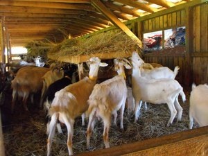 Hogyan tenyészteni kecskéket otthon szabályokat és árnyalatokat a kecske tartalom, a fejés és a bárány, tippeket